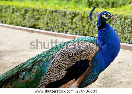 The head of the beautiful Peacock in profile. Stock photo.