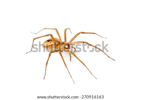 spider on white background