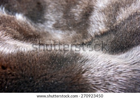 Mink fur texture background
