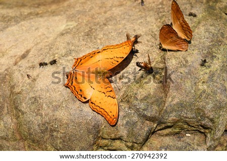 Orange Large yeoman butterfly on floor, Nature in thailand