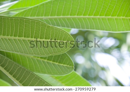 Close up of fresh and green desert rose leaf for nature background 