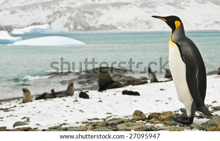 King penguin looking over icy bay