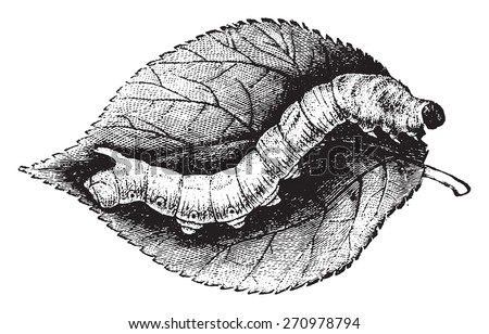 Caterpillar Bombyx mulberry, vintage engraved illustration. Natural History of Animals, 1880.
