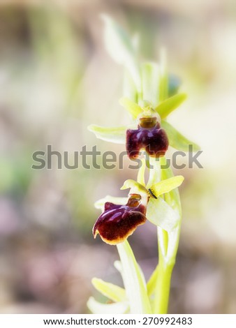 Wild Spider Orchid. Rare Mimicry Orchid with spider pattern. Morning Picture. Macro Image. Soft Bokeh with very shallow depth of field