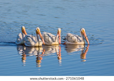 Four American white pelicans ply the waters of JN "Ding" Darling National Wildlife Refuge on Gulf Coast Florida's Sanibel Island. Royalty-Free Stock Photo #271061048