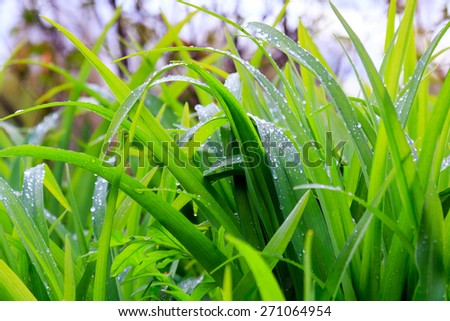 Fresh dew on the green grass closeup