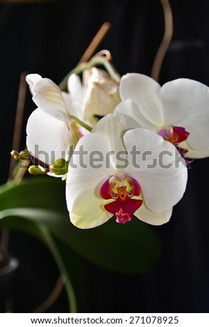 Orchid. Picture of Orchid flower, which is grown on the windowsill in the room.