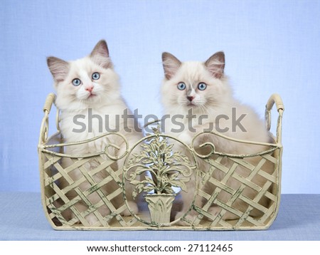 2 Ragdoll kittens sitting inside wrought iron planter container on blue background