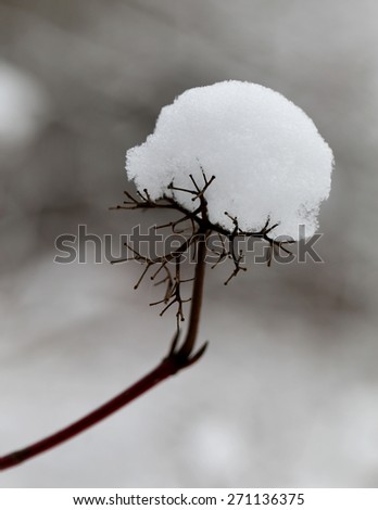 white snow lies on the branches of a tree photographing closeup