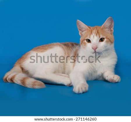 White and red kitten lies on blue background