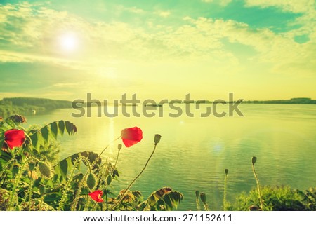 Poppies on the Danube bank. Danube is a European river, the European Union's longest and the continent's second longest.