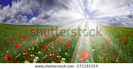 
Field with bright blooming poppies in Ukraine, of Europe, very beautiful natural phenomenon in the early leta.Eto favorite subject for painters, artists, photographers, working on his background.