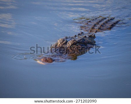 Alligator floats just above the water