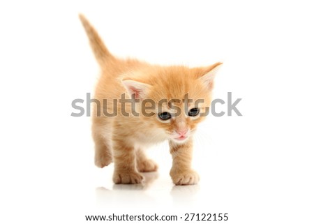 Small pretty kitten, isolated on white
