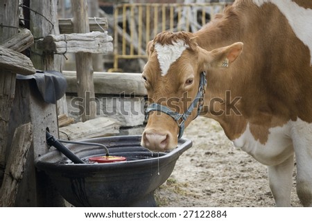   cow drink water /  close up of  head