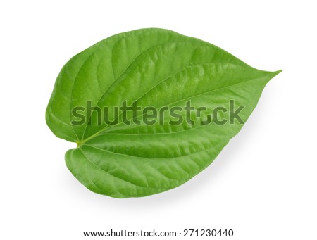 Green betel leaf isolated on the white background. This has clipping path.