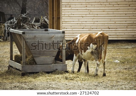  eating  cow at hay rack  /  natural background