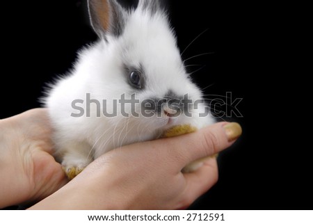 hands holding small rabbit isolated on black background