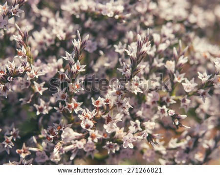 Beautiful flowers background with filter effect.