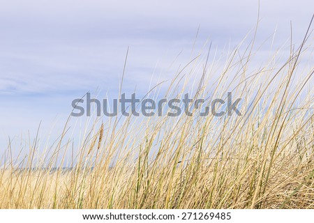 Picture of dune grass in sand on the coast of the Baltic Sea