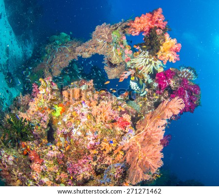 Colourful Corals in Raja Ampat