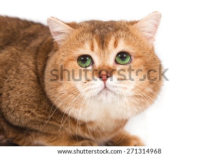 British gold ticked cat with green eyes on a white background. 