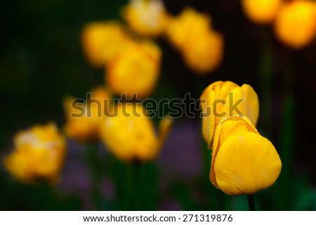 Yellow spring tulips in garden, dark background