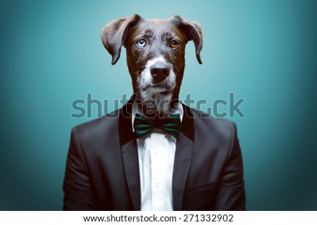 Dressy Dog Royalty-Free Stock Photo #271332902