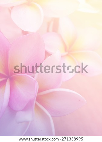   Beautiful Plumeria Frangini Flowers in Soft Focus and Pastel Filtered Image Background Design.                             