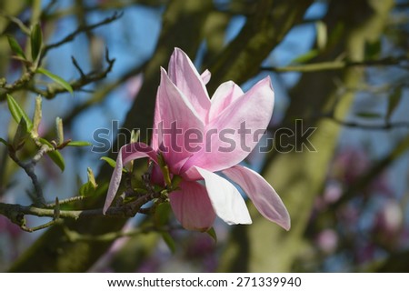Blossom of  magnolia liliiflora