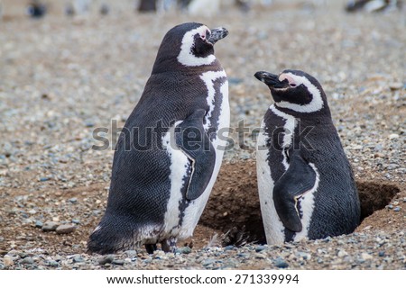 Penguin colony on Isla Magdalena island in Magellan Strait, Chile