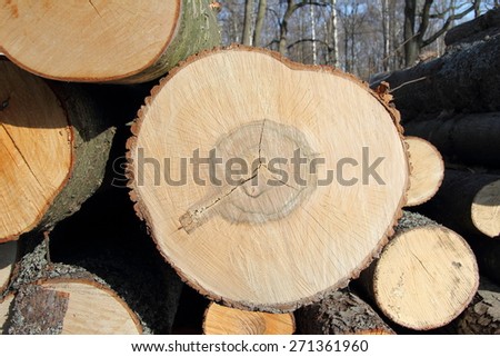 the surface of natural wood, saw cut on the tree
