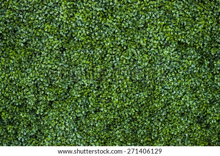 Natural green leaf wall, Texture background Royalty-Free Stock Photo #271406129