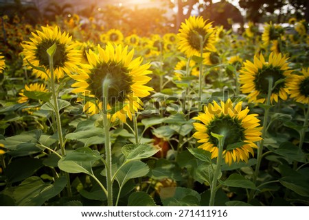 Back sunflower in farm