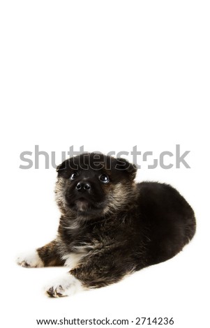 close-up of the dreaming puppy on a white background