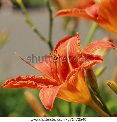 vivid orange lily flowers in Park Gor'kogo, Moscow, Russia Royalty-Free Stock Photo #271472540