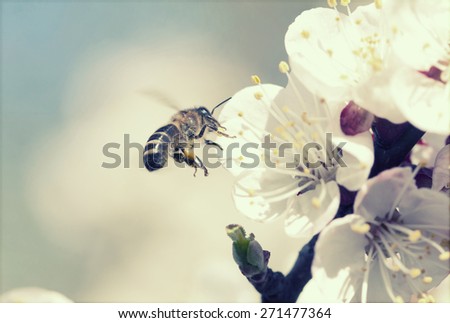 Spring blossom - retro styled photo