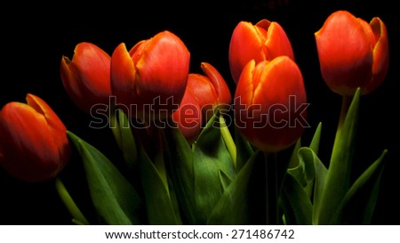 Orange tulips against black background