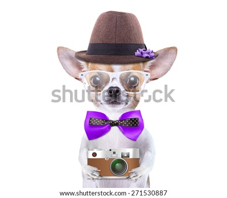 Smart beautiful dog chihuahua with a photocamera. Funny animals. Fashionable dog dressed in beautiful clothes. Hipster dog. Tourists photos