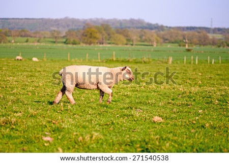 Stock image of sheep grazing in a field on a spring day in England