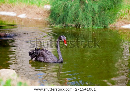 Black swan swimming along a green pond