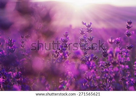 blurred summer background of lavender flowers Royalty-Free Stock Photo #271565621
