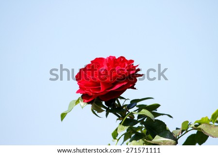 The rose in garden