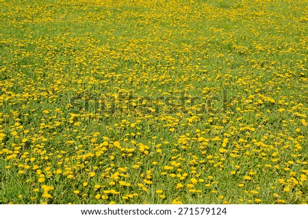 Dandelion flowers on a sunny day, detail