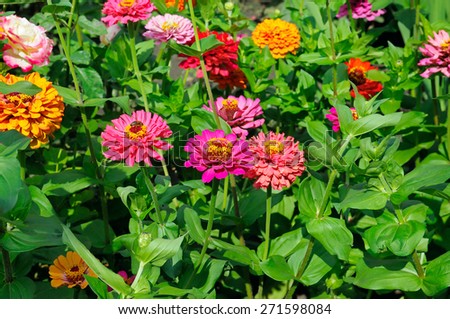 background of beautiful flowers zinnias
