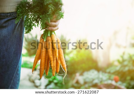 Organic vegetables. Healthy food. Fresh organic carrots in farmers hands