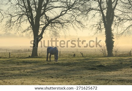 Horse in a meadow on a foggy, spring morning in the countryside.