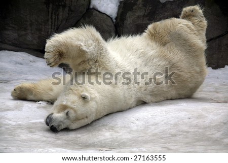 Portrait of Playing White Bear