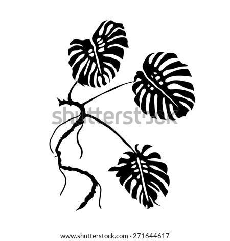 Monstera Leaves. Vector Illustration.  black outline. Plant leaves. Nature theme.