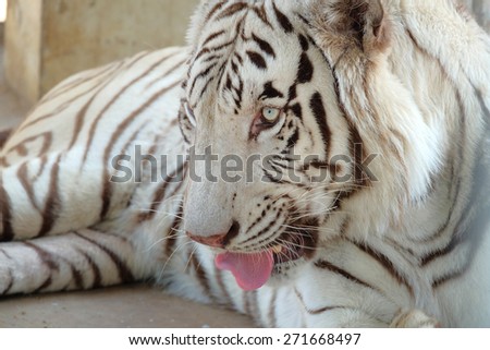 Closeup shot of white bengal tiger